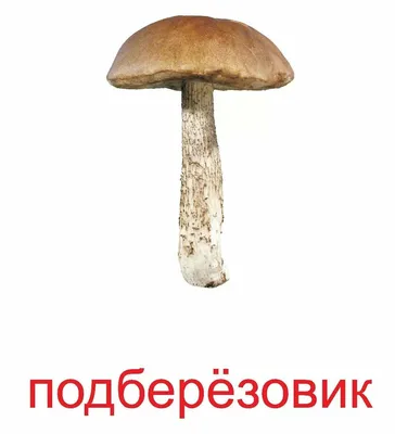 Мицелий Подберезовика болотного / Подберезовик белый (Leccinum holopus)