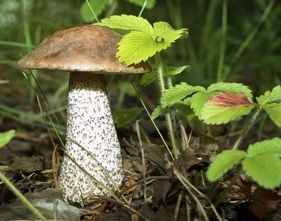 Подберёзовик разноцветный (Leccinum variicolor). Фото на сайте \"Грибы:  информация и фотографии\"