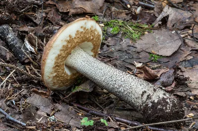 Подберёзовик чёрный - Leccinum scabrum var. melaneum - Грибы Уломы Железной