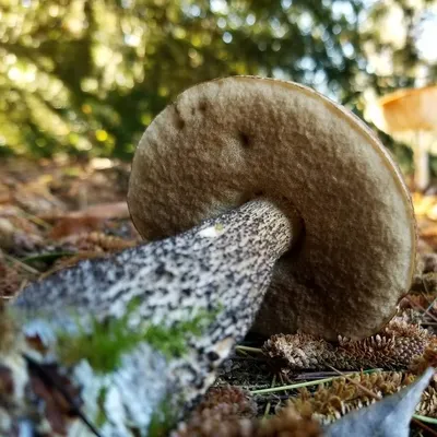 Подберезовик белый, болотный (Leccinum holopus) Страница 1 из 0 - Грибы  Средней Полосы