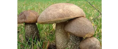 Подберёзовик разноцветный (Leccinum variicolor) – Грибы Сибири [Вложение:  7428]