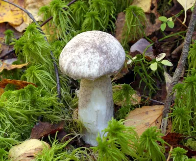 Подберезовик разноцветный (Leccinum variicolor) - грибы России