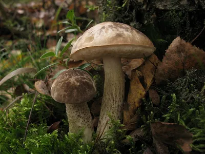 Подберезовик обыкновенный (Leccinum scabrum) фотографии, видео и истории