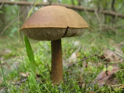 Подберезовик разноцветный, Leccinum variicolor - Грибы Средней Полосы