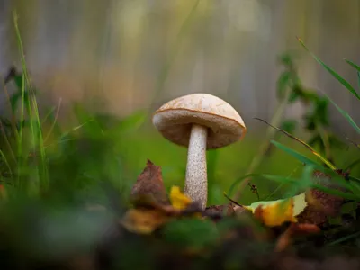 Подберёзовик разноцветный (лат. Leccinum variicolor)