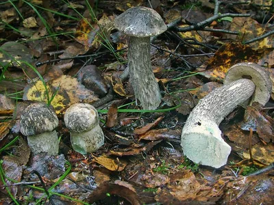 Подберёзовик (Leccinum scabrum) | Дикие грибы, Грибы, Ягоды