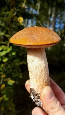 Leccinum aurantiacum, Подосиновик красный