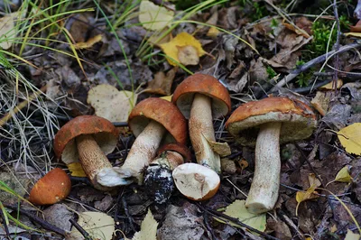 Подосиновик белоножковый - Leccinum albostipitatum - Грибы Уломы Железной