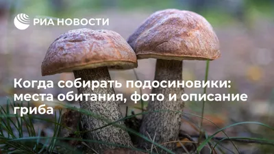 Подосиновик белоножковый, Leccinum albostipitatum - Грибы Средней Полосы