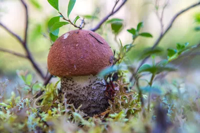 Подосиновик дубовый (Leccinum quercinum) фото и описание