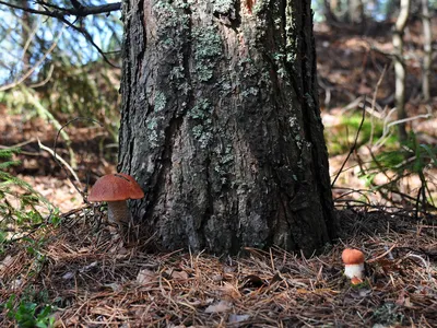 Подосиновик белый - Leccinum percandidum - Грибы Уломы Железной