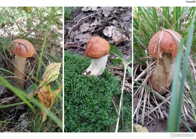 Подосиновик сосновый (Leccinum vulpinum) фотографии, видео и истории