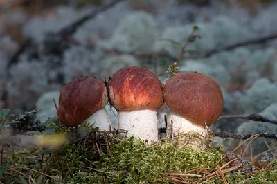 Подосиновик белый - Leccinum percandidum - Грибы Уломы Железной