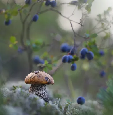 Мицелий Подосиновика серого (Leccinum versipelle f.grisea)