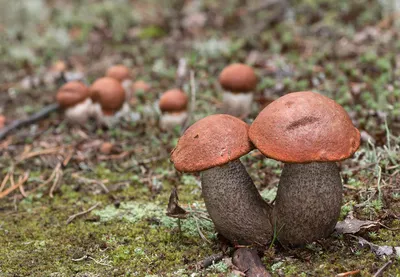 Подосиновик сосновый (Leccinum vulpinum) – Грибы Сибири [Вложение: 9027]