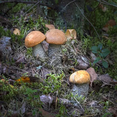 Мицелий Подосиновика желто-бурого / Подосиновик красно-бурый (Leccinum  versipelle)