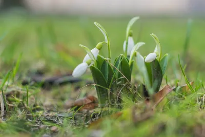 История про подснежник – блог Leto Flowers