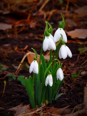 Подснежник белоснежный / Galanthus nivalis - Луковицы Подснежников - купить  недорого подснежники в Москве в интернет-магазине Сад вашей мечты