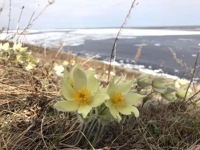 Подснежники в Украине уже расцвели - фото из Карпат - Апостроф