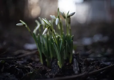 Galanthus Nivalis подснежник в саду Стоковое Фото - изображение  насчитывающей культивирование, цветок: 215582632