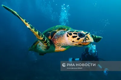 Купить картину Акула. Подводный мир в Москве от художника Губкин Михаил