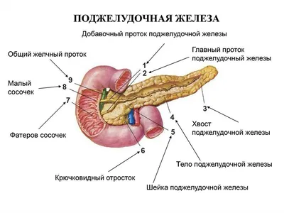 Рак поджелудочной железы: симптомы, признаки, диагностика и лечение