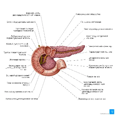 Почему поджелудочная — самый опасный орган? | НКЦ №2 (ЦКБ РАН) | Дзен