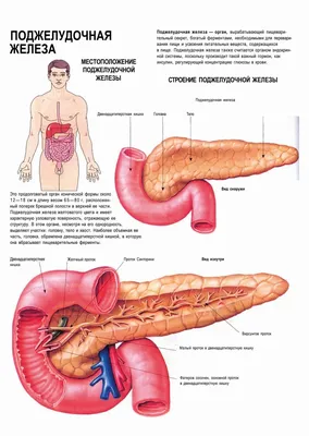 МРТ-визуализация и заболевания поджелудочной железы.МЦ Юнимед