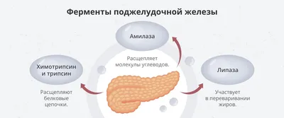 Продам: поджелудочная железа КРС, Желчь КРС в Республике Беларусь