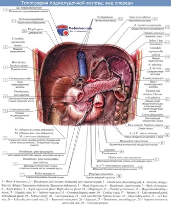 Поджелудочная железа в необычном месте или когда болит гастрит! | Пикабу