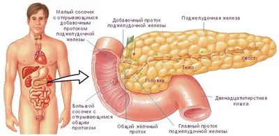 Почему болит поджелудочная железа? - Статья I Клиника доказательной  медицины NEPLACEBO