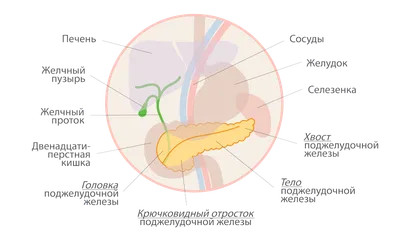 Поджелудочная железа и селезенка (Энциклопедия медицины: Анатомический  атлас). | Учащиеся медучилища, Преподавание биологии, Медицина