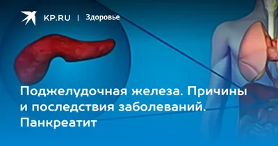 Анатомия человека: Поджелудочная железа. Нормальная анатомия поджелудочной  железы