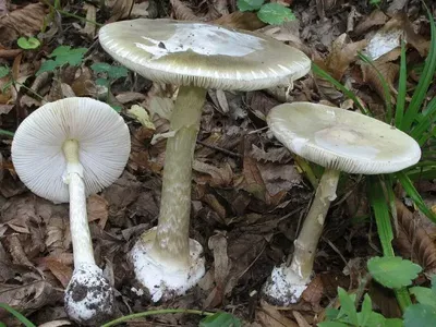 Amanita phalloides, Бледная поганка (мухомор зелёный)