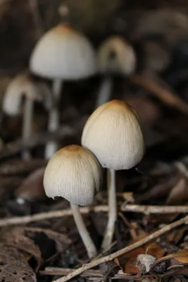 Бледная поганка (Amanita phalloides) – Грибы Сибири [Вложение: 8978]