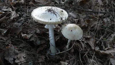 Бледная поганка (Amanita phalloides). Фото на сайте \"Грибы Калужской  области\"