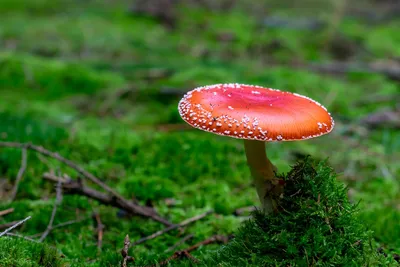 🍄 Бледная поганка (Amanita phalloides) — Ядовитые грибы, описание, фото |  LePlants.ru