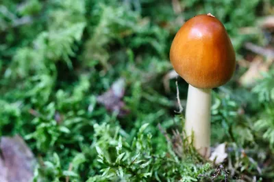 Бледная поганка (Amanita phalloides) фотографии, видео и истории