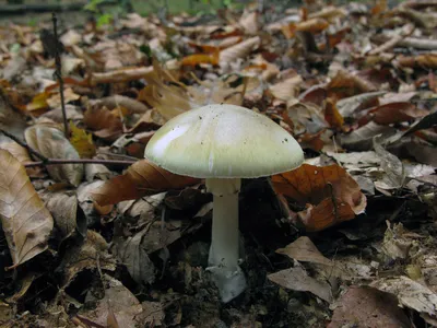 Бледная поганка (Amanita phalloides) фотографии, видео и истории