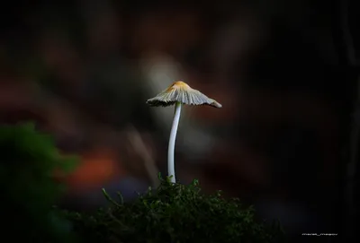 Бледная поганка (Amanita phalloides) – Грибы Сибири [Вложение: 6343]