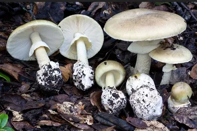 Бледная поганка (Amanita phalloides) фотографии, видео и истории