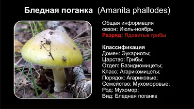 Бледная поганка (Amanita phalloides) фотографии, видео и истории