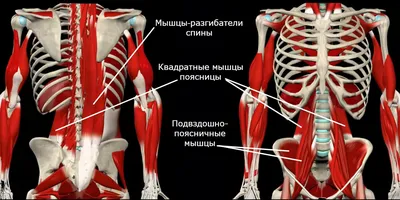 Боль в пояснице, что делать? - Доктор Позвонков