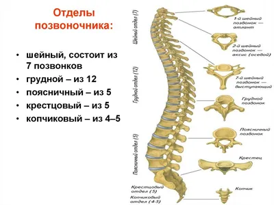 Как исправить излишний прогиб в пояснице - Лайфхакер