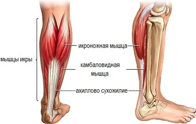 Протезированный брикет для ноги ниже колена, мягкий удобный чехол,  подкладка, ампутация, бесплатная доставка, силиконовые носки для ног |  AliExpress