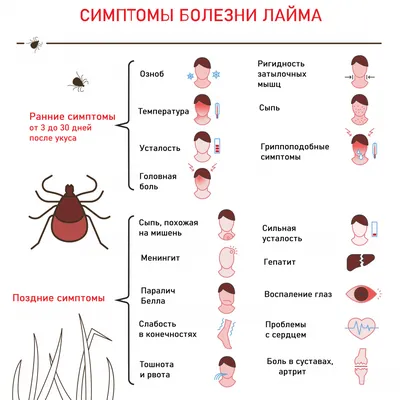 Укус клеща, как уберечься от клещей, симптомы после укуса