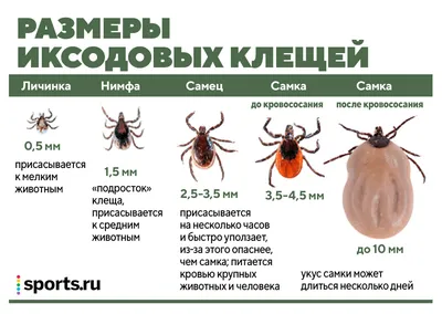 Укус клеща у человека: признаки, как выглядит, чем обработать