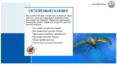 Это разрушило мою жизнь — семь лет ни праздников, ни дней рождения». Чем  опасна передающаяся от клещей болезнь Лайма | Такие Дела Такие дела