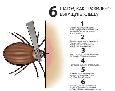 Медик объяснил, является ли покраснение в месте укуса клеща признаком  инфицирования