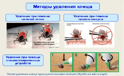 Опасные насекомые и их укусы — блог медицинского центра ОН Клиник